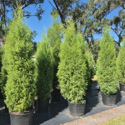 Cedar trees, eight foot tall, delivered and planted