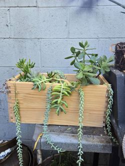 Plant succulenta en a wood vase.