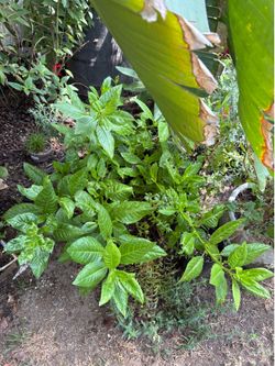 Longevity Spinach- very large (1g/6") pots