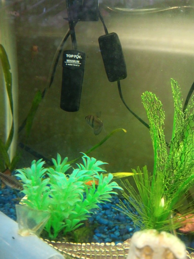 Fish Tank Decore
