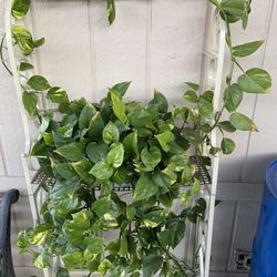 Plant