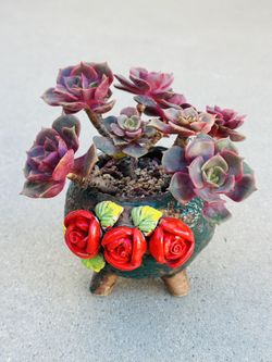 Succulents plants （Dahongpao）