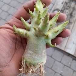 Big Arm Arabicum 