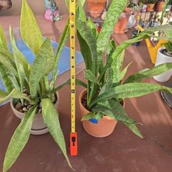 Snake Plant 6" 5.5: Pot $10.00 each