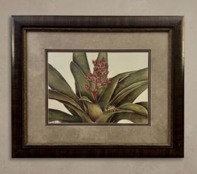 Dianne Krumel Signed Limited Edition Print - Red-Eyed Tree Frog