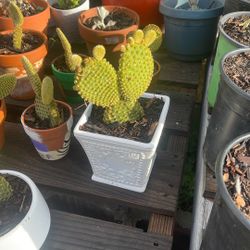 Bunny Ears Cactus