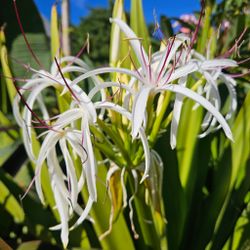 Hawaiian Spider Lily