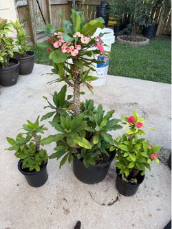 Bundle of 3 crown of thorns