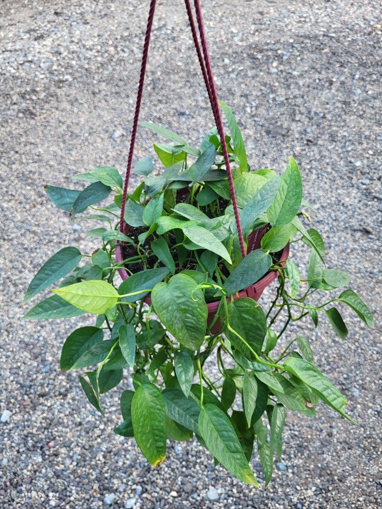 Cebu Pothos Hanging Plant 8" Pot