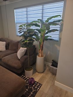 2 plants 6.2 feet and 5.10 feet