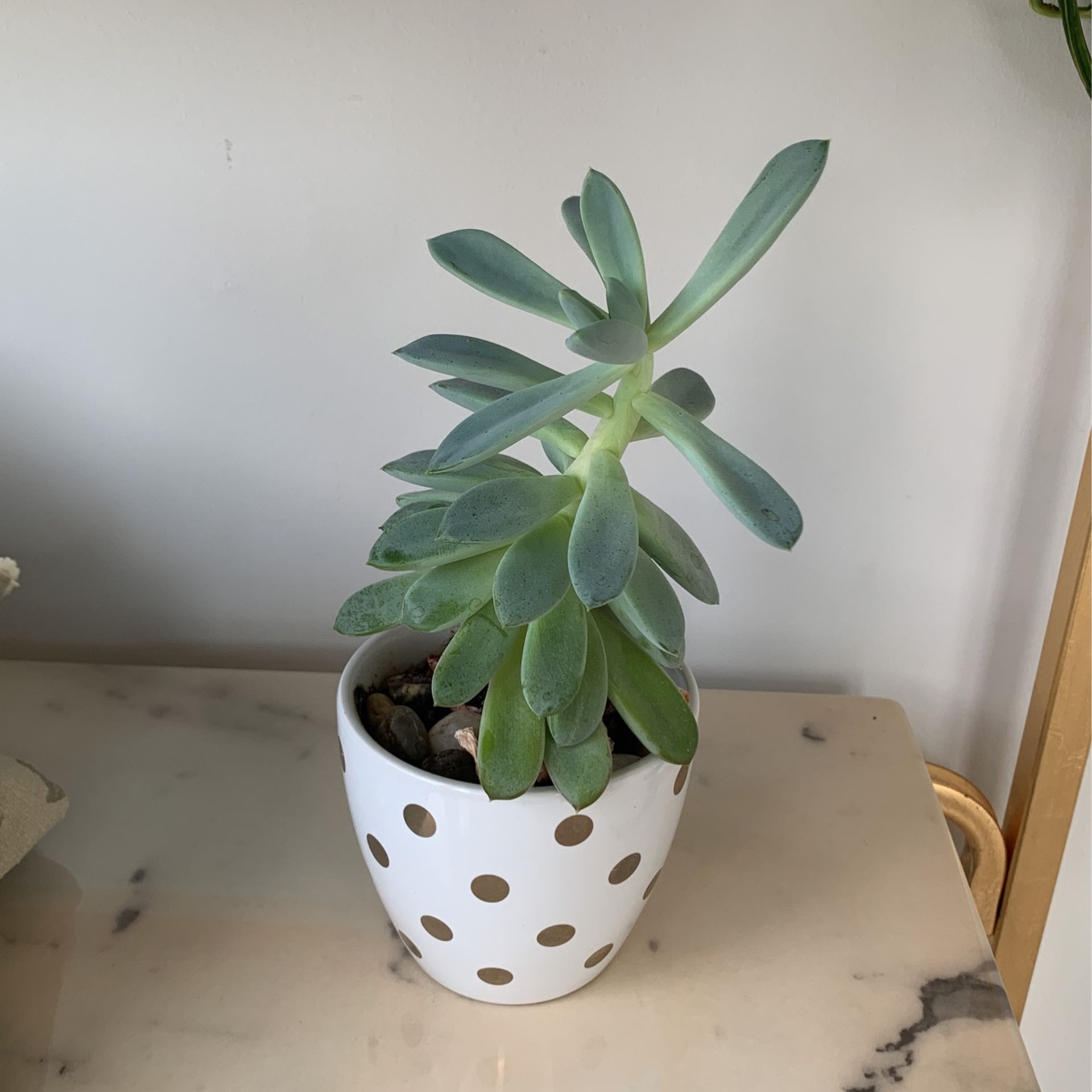Plant  3” Pot 
