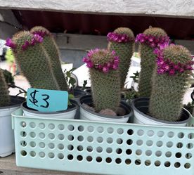 Cactus