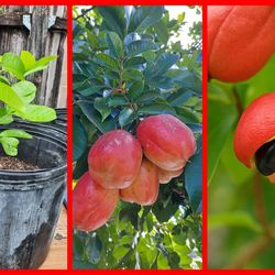 🌴 Ackee Tree – 3 Gallon Pot – Healthy & Ready to Plant! 🌱