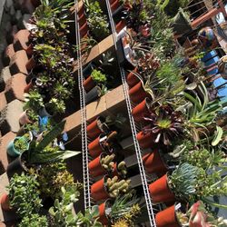 Succulent Plants $5.00 Each…3 For $10.00