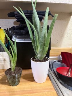 Aloe Vera plants