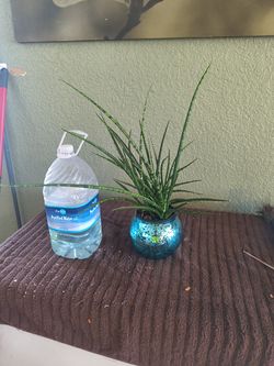 Fernwood Mikado Snake Plant (Sansevieria fernwood 'Mikado')