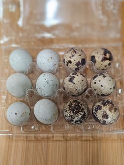 Fertile quail eggs