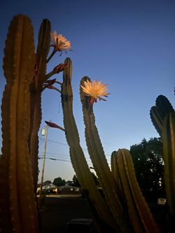 Cactus