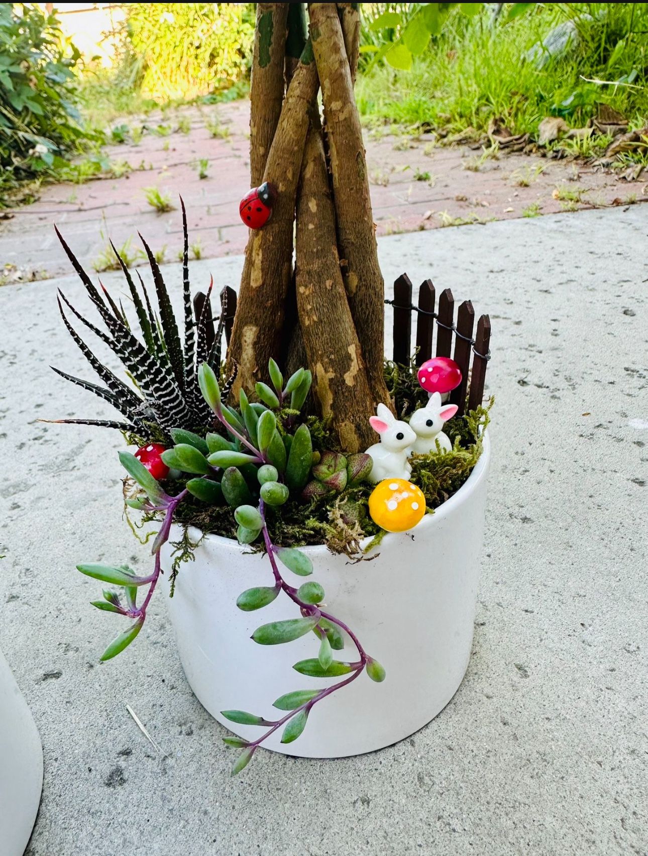Money Tree Live Plant and Succulent Live Plant In Ceramic Pot With Decoration $15/each