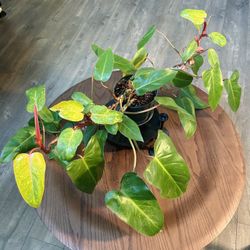 Philodendron Painted Lady Large Uncommon Houseplant 