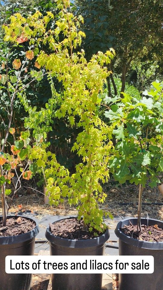 Pine, Oak, Maple, Fruit Trees, Lilac For Sale