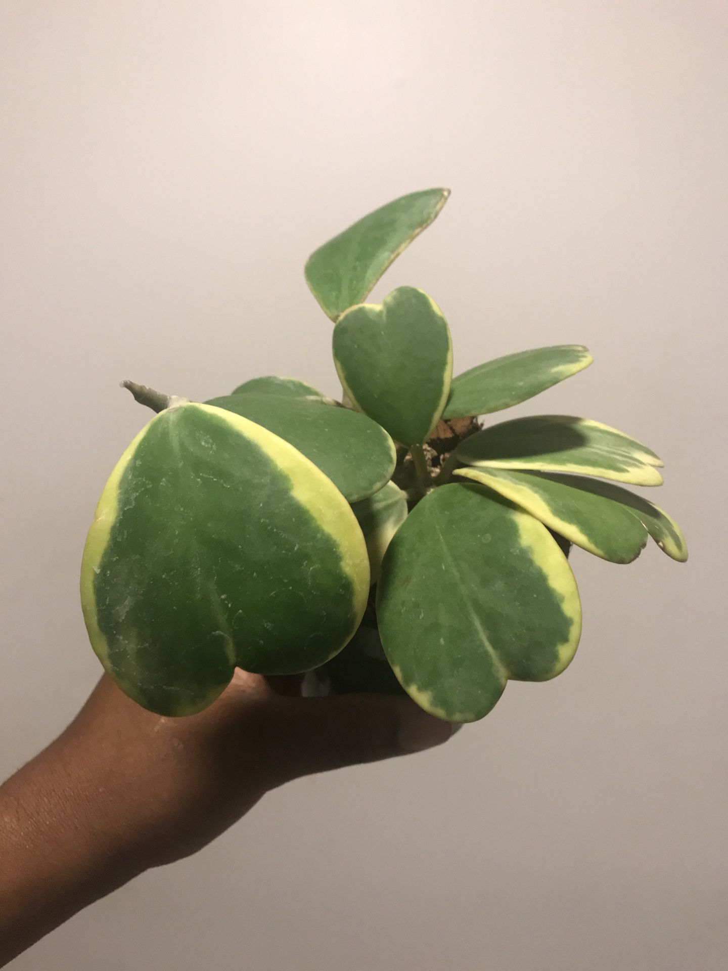 Rare Variegated Hoya Kerrii Plant. Deeply Rooted