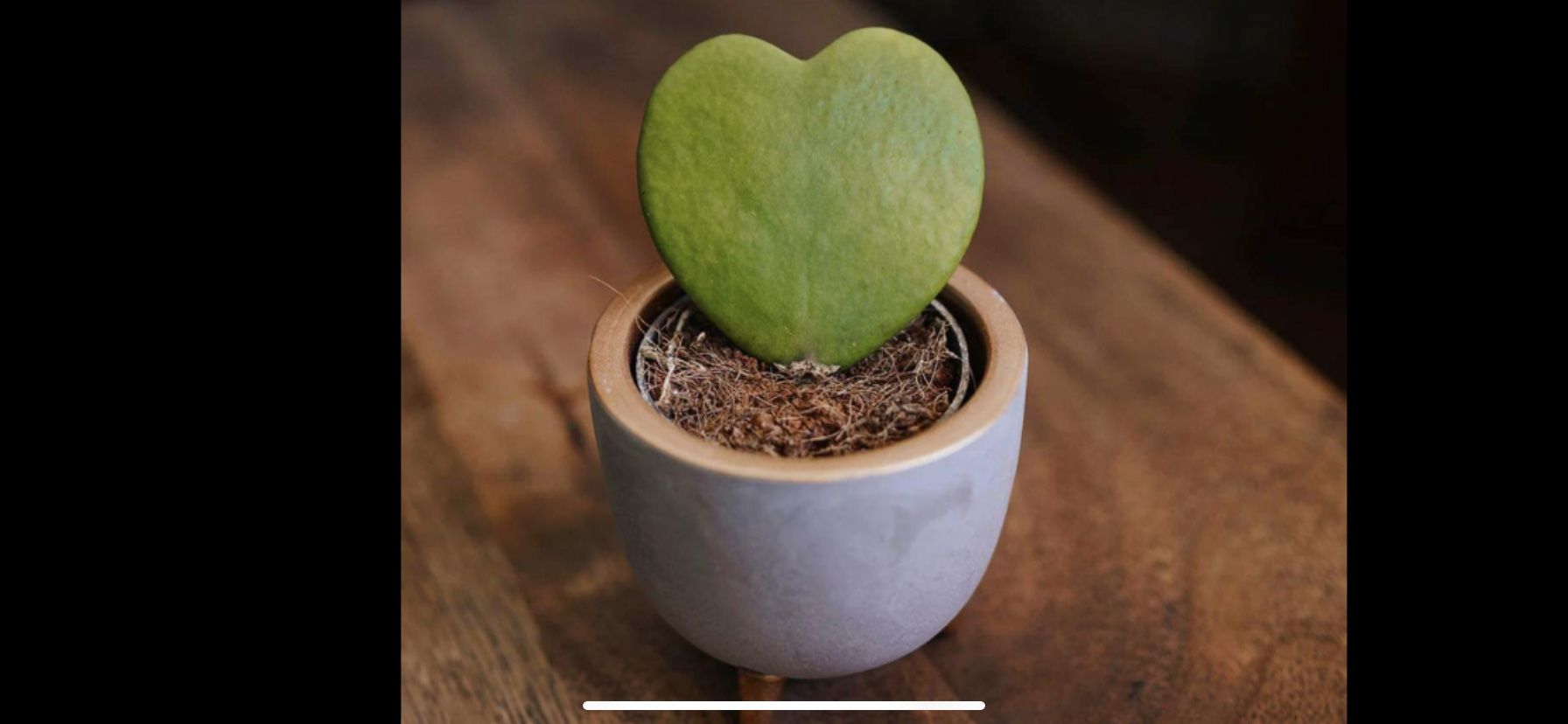 Hoya hearts