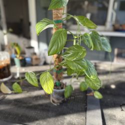 monstera lechleriana variegated Plant