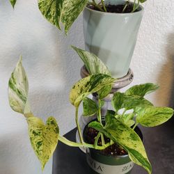 Pretty Marble Pothos 