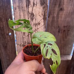 Monstera Andansonii Starter (Swiss Cheese Vine)