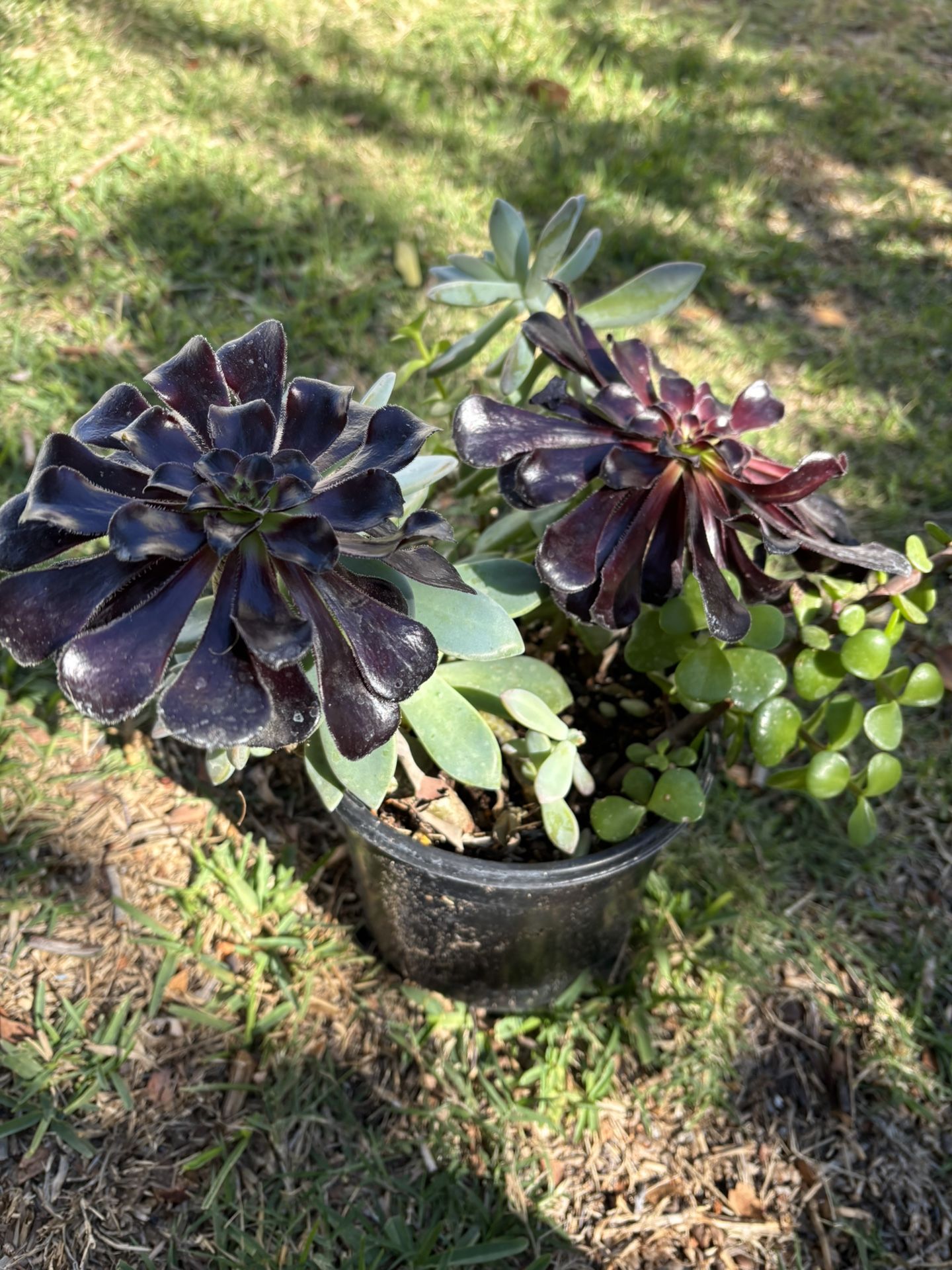 Succulents, Aenium And 2 Other Types . 