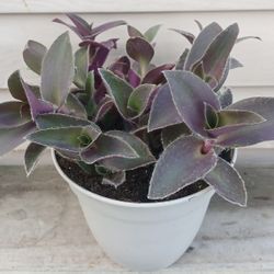 Tradescantia Pale Puma Plant 🪴 