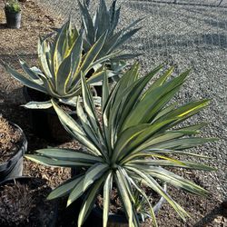 Agave