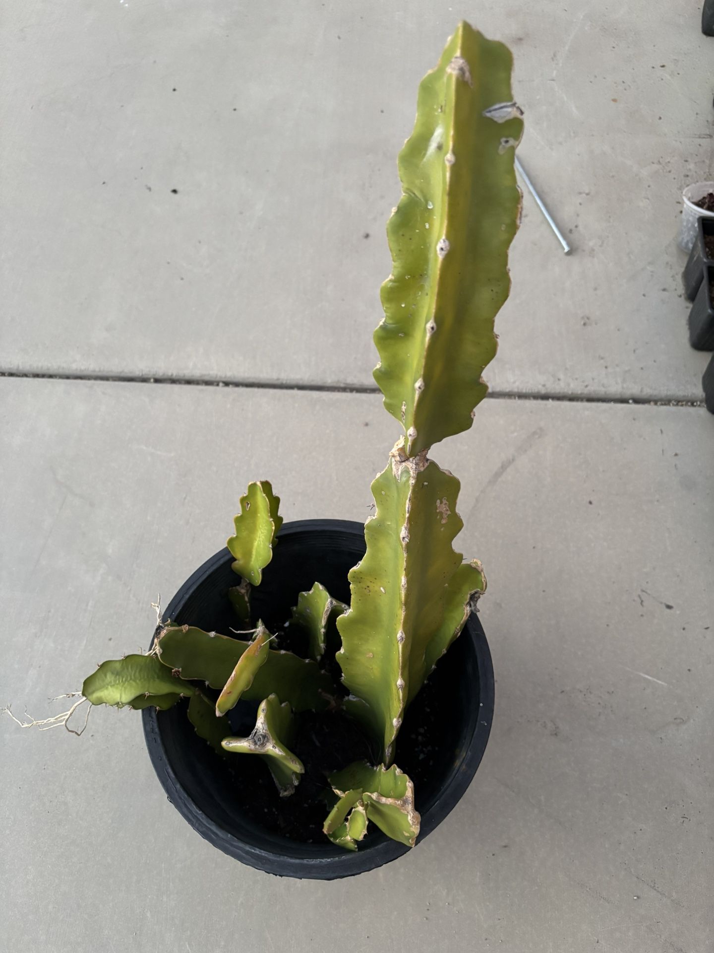 Dragon Fruit Cuttings