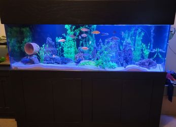 Complete mature 180 gallon fish tank aquarium