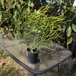 Stick Plant 