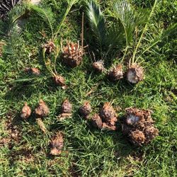 Sago Palm