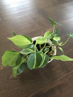 Philodendron Brasil Plant