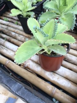 Kalanchoe beautiful Mexican plants 🌱