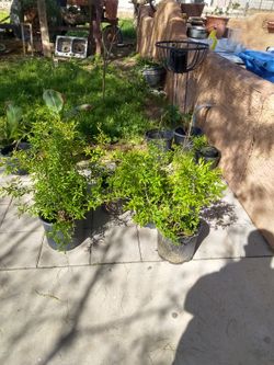 Pomegranates.about 3ft. High.