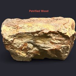 Petrified Genuine Wood from Arizona 123.1g