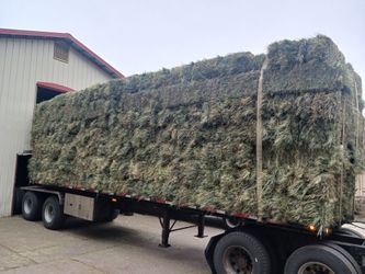 2nd Cutting Orchardgrass