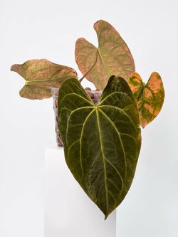 Anthurium hybrid papillilaminum