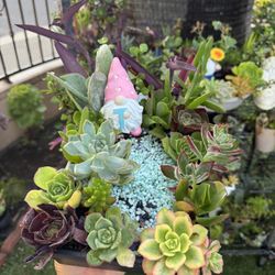 Succulent 