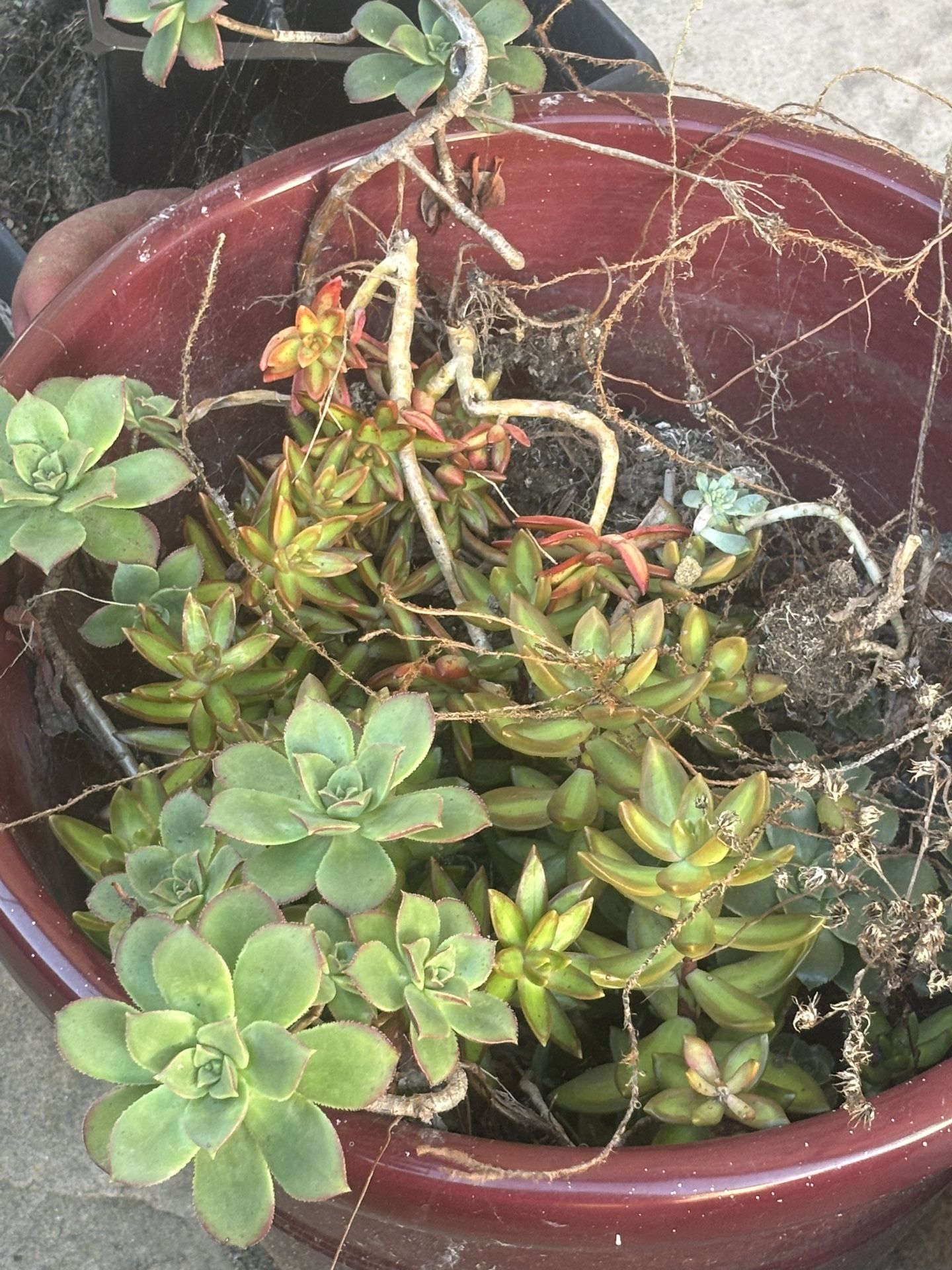 Free Succulents