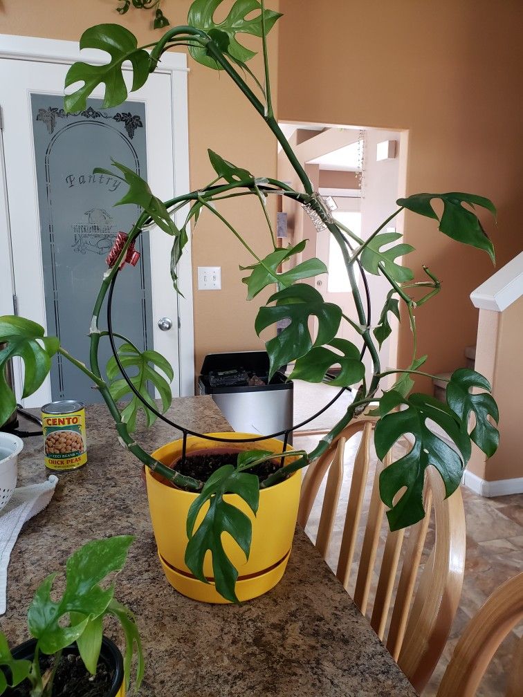 Mini Monstera Houseplant