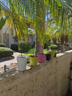 Avocado Trees