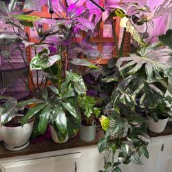 Free Plants In Lake Forest 