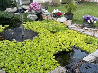 Free Free Water Lettuce