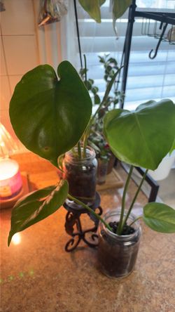 Monstera Deliciosa✨